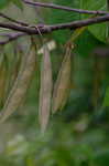 Eastern redbud